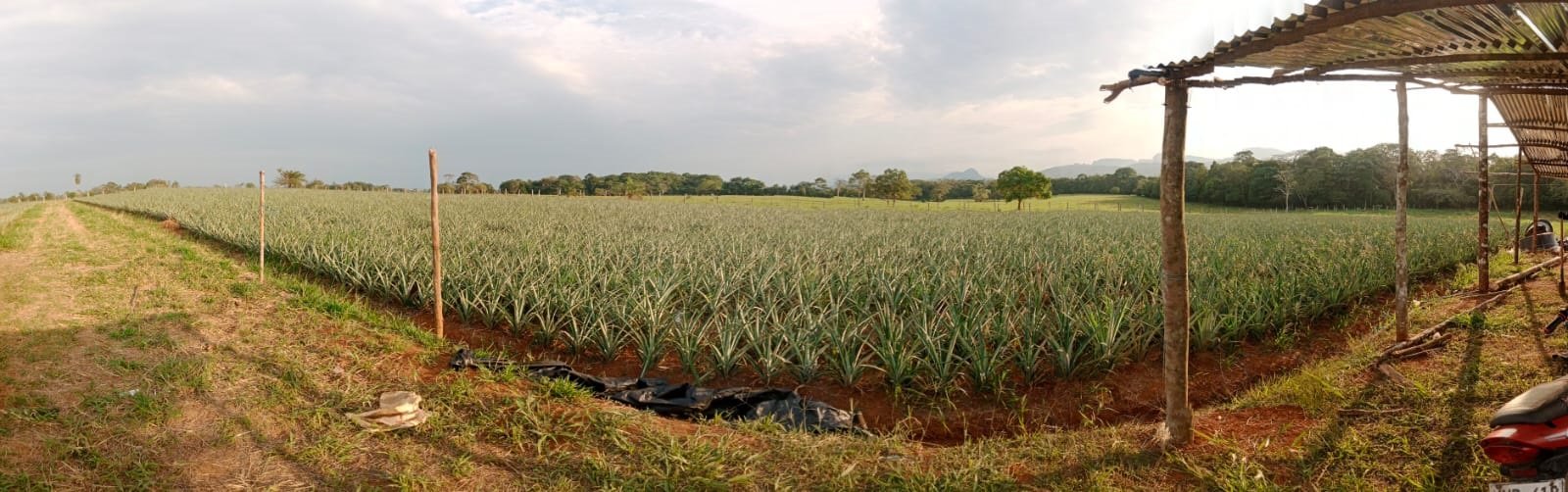 Brote de planta creciendo